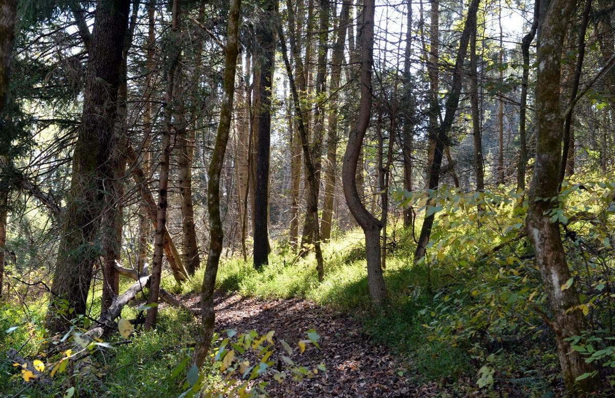EstherNormanNaturePark.jpg