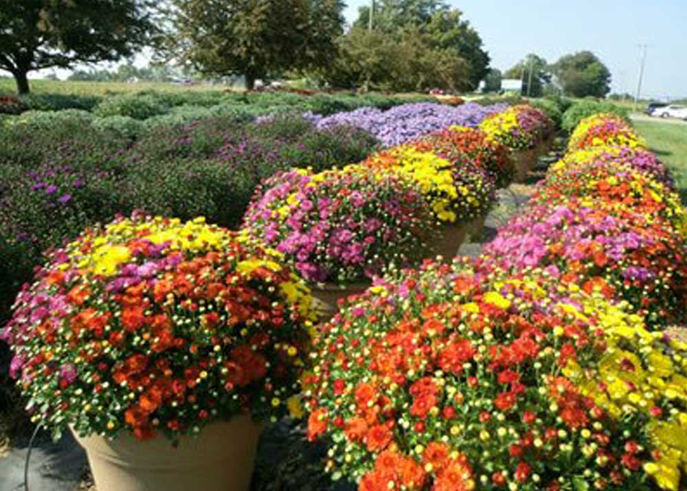 Caldwell-Farm-Market.jpg
